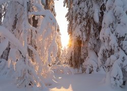 Promienie słońca pomiędzy zaśnieżonymi gałęziami drzew