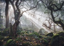 Promienie słońca pośród drzew w Parku Narodowym Peak District