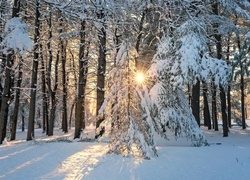 Park, Ośnieżone, Drzewa, Promienie słońca, Zima