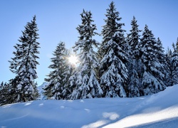 Zima, Drzewa, Świerki, Śnieg, Promienie słońca, Wzgórze