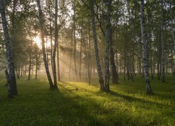 Promienie słońca w brzozowym lesie