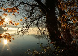 Promienie słońca w jesiennych liściach nad zamglonym jeziorem