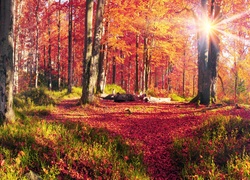 Promienie słońca w jesiennym lesie