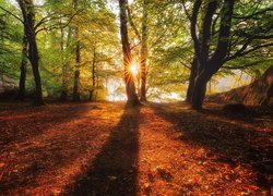 Promienie słońca w jesiennym liściastym lesie