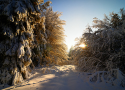 Zima, Las, Promienie słońca, Drzewa