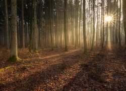Promienie słońca w mglistym jesiennym lesie