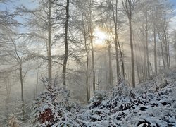 Las, Drzewa, Zima, Promienie słońca, Mgła