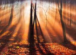 Promienie słońca w mglistym lesie