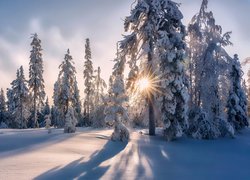 Ośnieżone, Drzewa, Promienie słońca, Zima, Śnieg