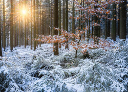 Las, Zima, Drzewa, Śnieg, Promienie słońca