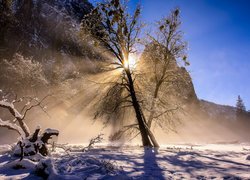 Zima, Śnieg, Góry, Drzewo, Przebijające światło, Słońce, Park Narodowy Yosemite, Kalifornia, Stany Zjednoczone