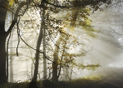 Drzewa, Mgła, Przebijające światło