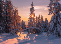 Zima, Śnieg, Promienie słońca, Las, Świerki