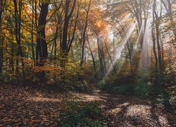 Promienie słońca wpadające do lasu jesienną porą
