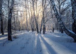 Promienie słońca wpadające do lasu zimową porą