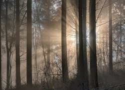 Promienie słońca wśród bezlistnych drzew w lesie