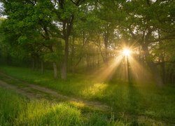 Promienie słońca wśród drzew przy leśnej drodze