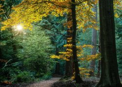Jesień, Las, Drzewa, Ścieżka, Promienie, Słońca, Roślinność