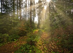 Promienie słońca wśród drzew w lesie