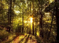 Las, Drzewa, Ścieżka, Liście, Słońce, Promienie