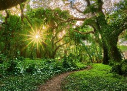 Las, Drzewa, Ścieżka, Rośliny, Promienie słońca