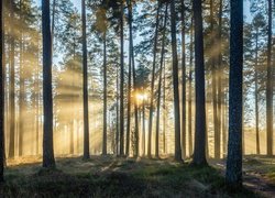 Promienie słońca wśród leśnych drzew