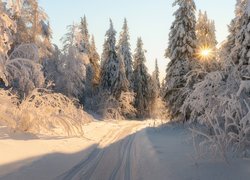 Zima, Śnieg, Promienie słońca, Droga, Drzewa, Świerki, Ślady