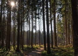 Las, Wysokie, Drzewa, Promienie słońca, Ścieżka