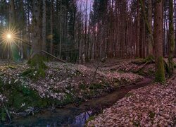 Promienie słońca za drzewami i strumyk w lesie