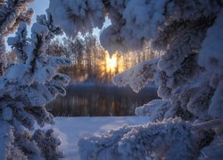 Zima, Drzewa, Ośnieżone, Gałęzie, Promienie słońca, Jezioro