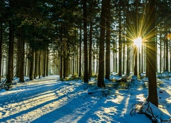 Las, Droga, Drzewa, Promienie słońca, Zima