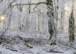Promienie słoneczne i oszronione gałązki w zimowym lesie