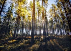 Promienie słoneczne między drzewami w lesie