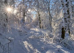 Promienie słoneczne między drzewami w zimowej scenerii