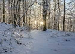 Promienie słoneczne między drzewami w zimowym lesie