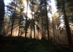 Promienie słoneczne między leśnymi drzewami