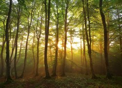 Promienie słoneczne pomiędzy drzewami w lesie