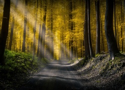 Promienie słoneczne przemykają między drzewami na leśną drogę