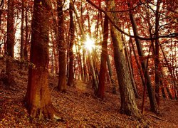 Jesień, Promienie słońca, Drzewa, Las