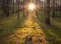 Promienie słoneczne wśród drzew w lesie