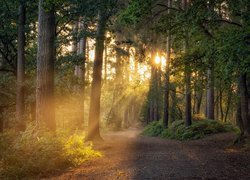 Promienie słoneczne wśród drzew w zamglonym lesie