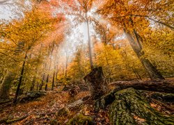 Promienie światła w jesiennym lesie