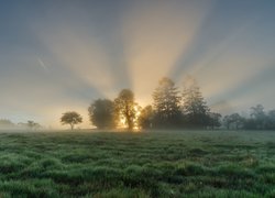 Promienie wschodzącego słońca wśród drzew na zamglonej łące