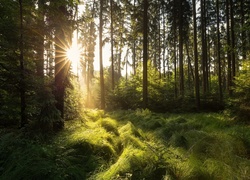 Las, Drzewa, Trawa, Poranek, Promienie, Wschód słońca