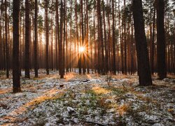 Las, Drzewa, Promienie słońca, Śnieg, Trawa, Słoneczny, Blask