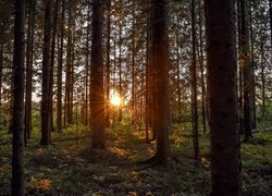 Promienie słońca, Las, Drzewa iglaste