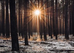 Promienie zachodzącego słońca wśród wysokich drzew w lesie iglastym