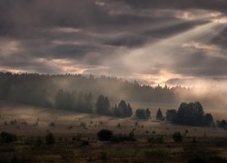 Promienie zamglonego słońca nad lasem