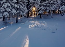 Zima, Las, Ośnieżone, Drzewa, Rośliny, Promienie słońca