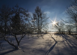 Zima, Śnieg, Drzewa, Promienie słońca